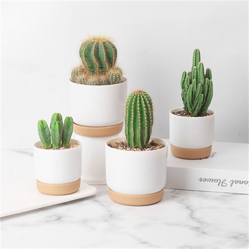 أواني زرع دائرية للصبار والنبا - مراجعة Cactus Mix Pot وسعره