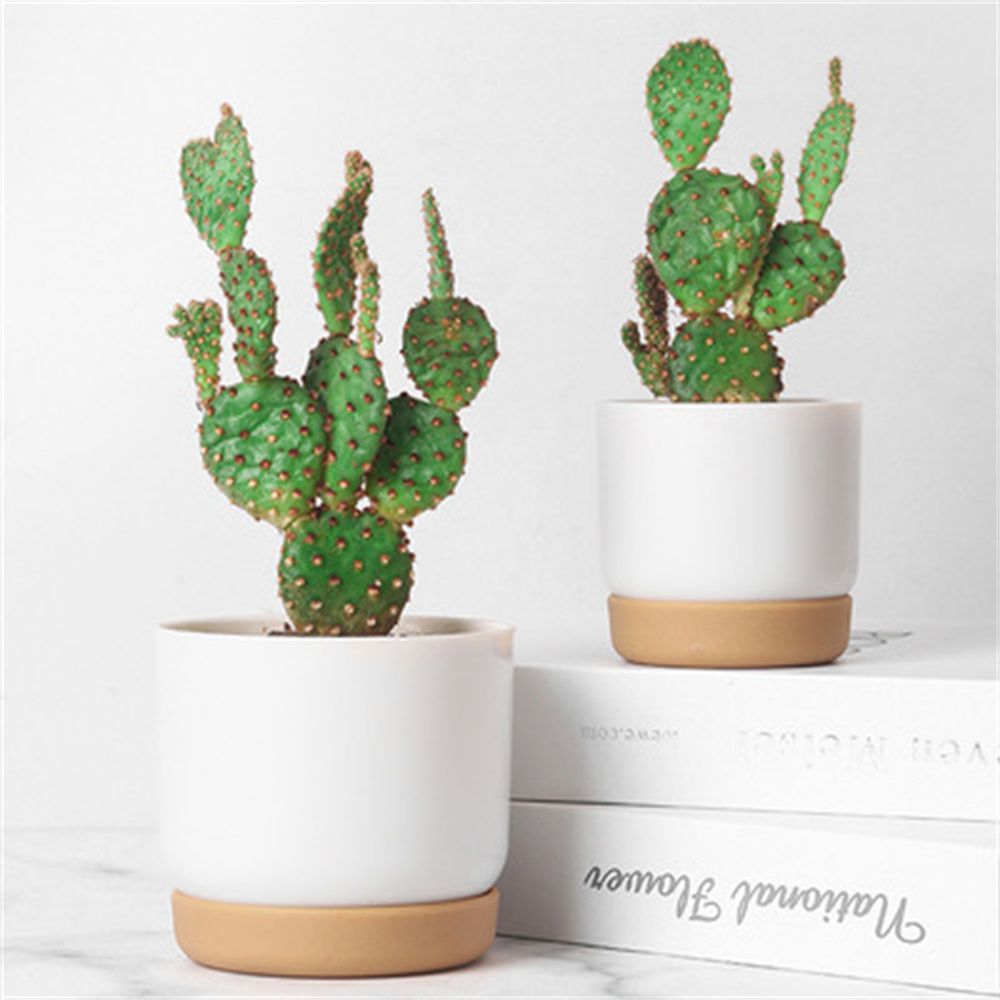 أواني زرع دائرية للصبار والنبا - مراجعة Cactus Mix Pot وسعره