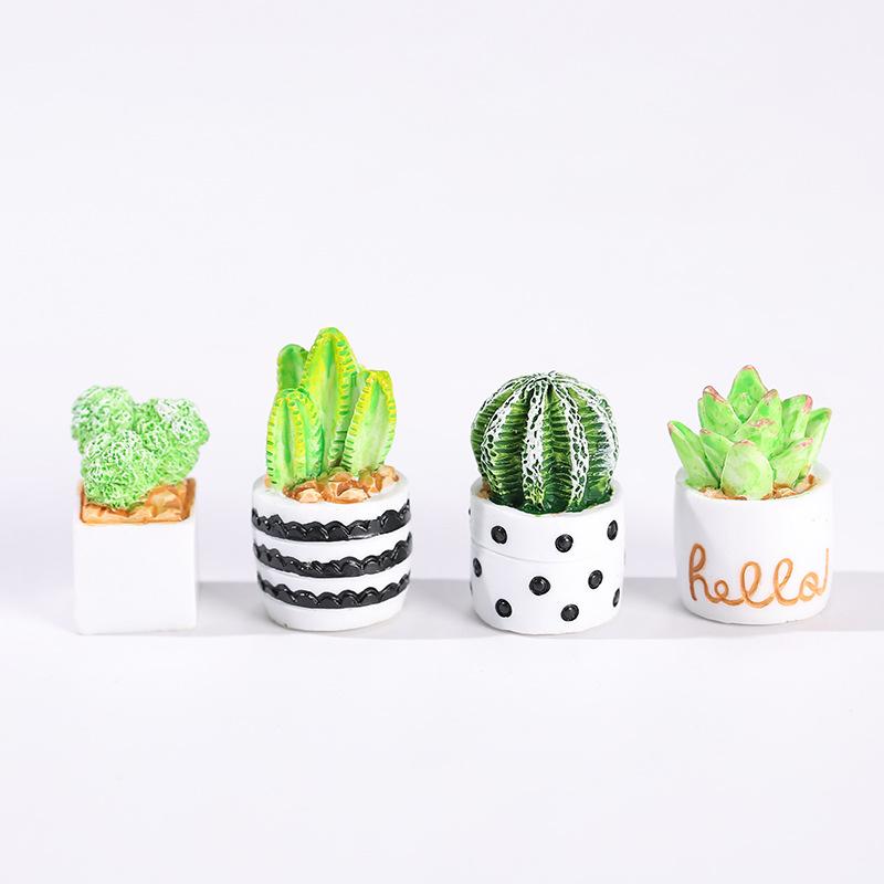 مجموعة من 4 قطع من نباتات الصب - مراجعة Cactus Mix Pot وسعره