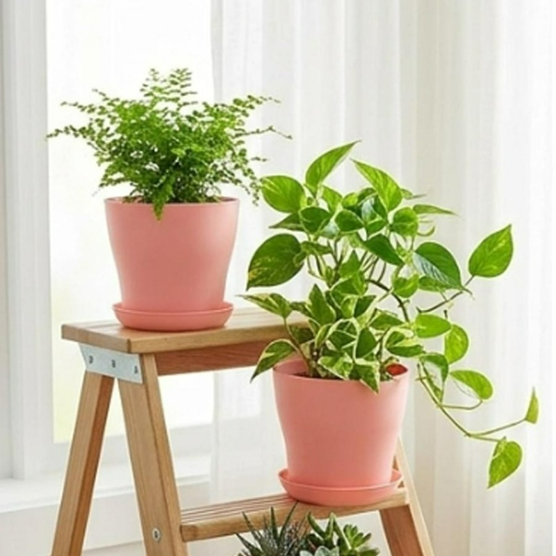 مجموعة أواني نباتات مع فتحات ت - مراجعة Cactus Mix Pot وسعره